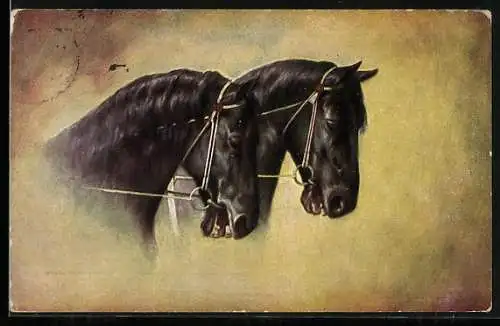 AK zwei schwarze Pferde mit Halfter