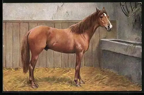 AK Pferd in seinem Stall