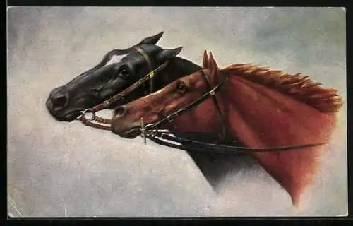 AK Köpfe von zwei Pferden die im Wind reiten
