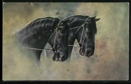 AK zwei schwarze Pferde mit Halfter