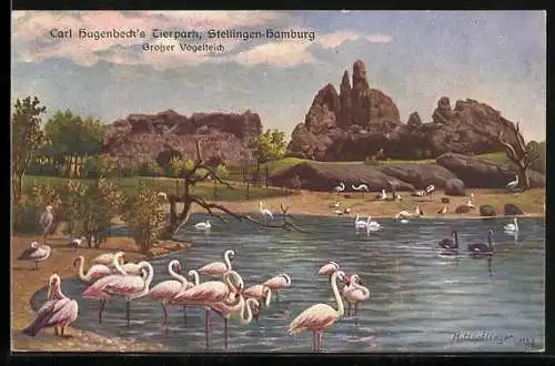 Künstler-AK Hamburg-Altona-Stellingen, Hagenbeck`s Tierpark, Grosser Vogelteich, Flamingos