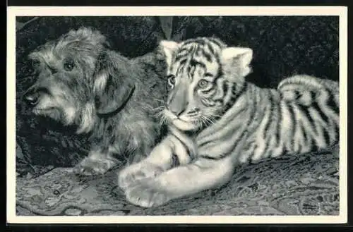AK Hund neben einem Tiger im Zirkus