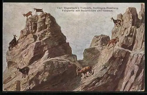 AK Hamburg-Stellingen, Felspartie mit Steinböcken und Gemsen in Hagenbeck`s Tierpark