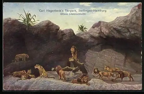 Künstler-AK Stellingen-Hamburg, Hagenbeck`s Tierpark, Offene Löwenschlucht