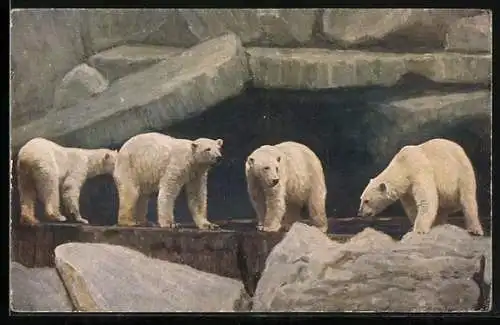AK Hamburg-Stellingen, Carl Hagenbecks Tierpark, Eisbären