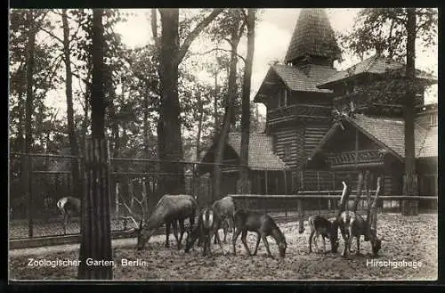 AK Berlin, Zoologischer Garten, Hirschgehege