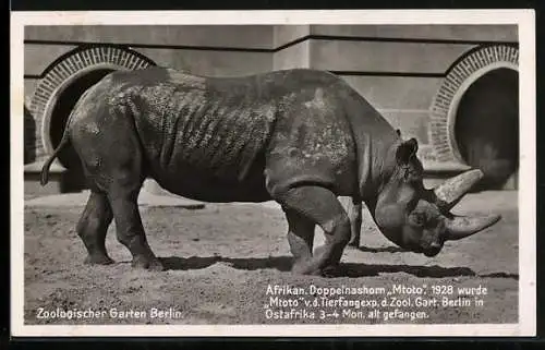 AK Berlin, Zoologischer Garten, Afrikan. Doppelnashorn Mtoto