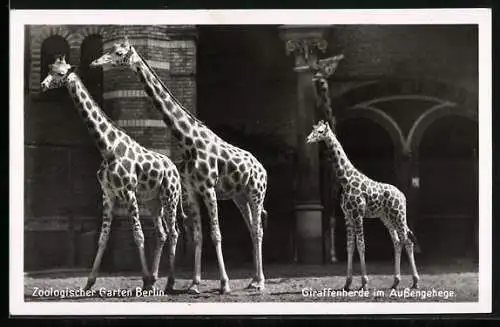 AK Berlin, Giraffenherde im Aussengehege des Zoologischen Gartens