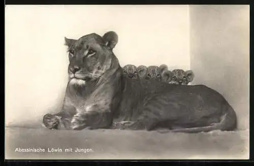 AK Berlin, Zoologischer Garten, abessinische Löwin mit Jungen