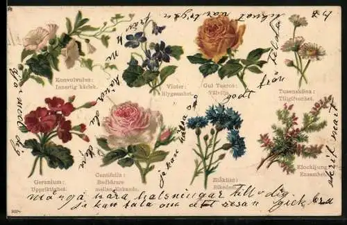 AK Blumensprache, Liseron: Amour idolâtre, Violette: Modestie, Rose thé: Plaisir