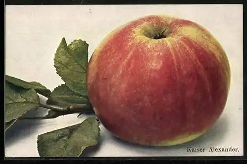 AK Apfelsorte Kaiser Alexander
