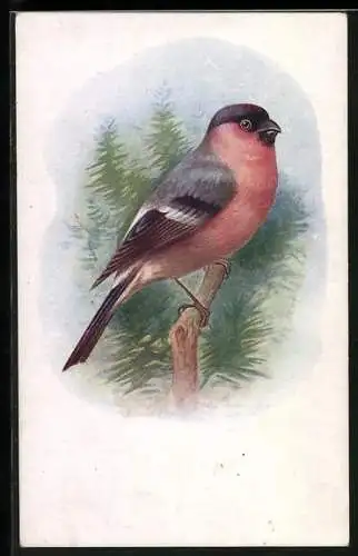 AK Dompfaff auf einem Ast