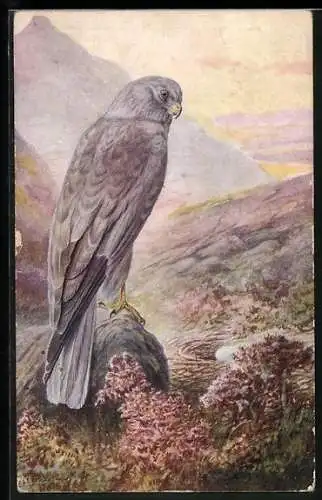 AK Hen Harrier, Portrait