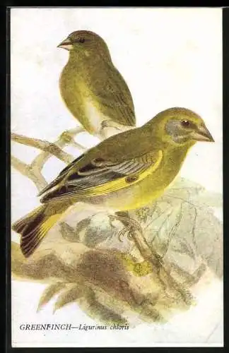 AK Greenfinch, Grünfinken-Paar