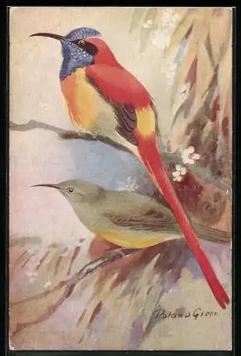 Künstler-AK Fire-Tailed Sun Bird
