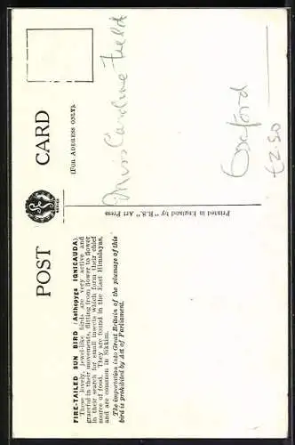 Künstler-AK Fire-Tailed Sun Bird