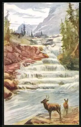 AK Grant`s Step Falls, Paradise Valley, Hirschpaar am Wasserfall