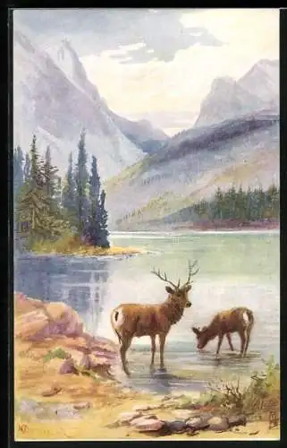 AK Lake O`Hara, Hirschpaar am Wasser