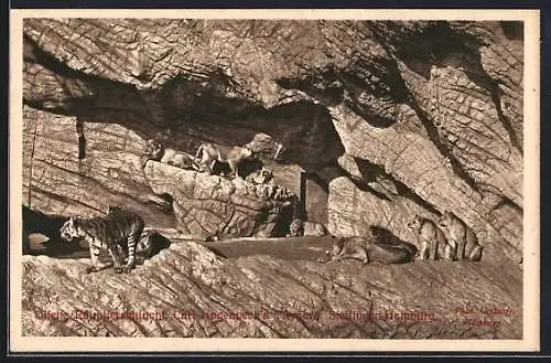 AK Hamburg-Stellingen, Hagenbeck`s Zoo, Offene Raubtierschlucht