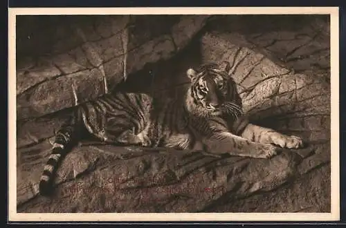 AK Tiger im Hamburger Zoo