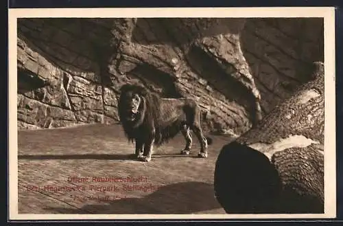 AK Hamburg-Stellingen, Carl Hagenbeck`s Tierpark, Männlicher Löwe in der Raubtierschlucht