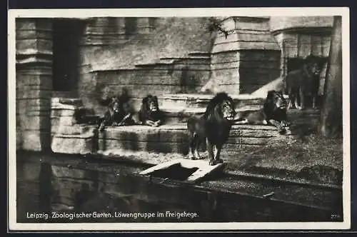 AK Leipzig, Zoologischer Garten, Löwengruppe im Freigehege