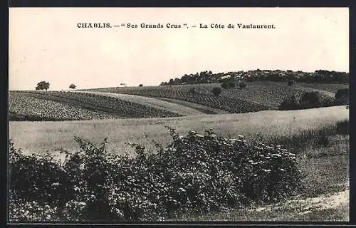 AK Chablis, Ses Grands Crus, La Côte de Vaulaurent