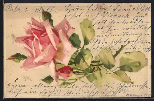 Lithographie Edelrose mit Knospen