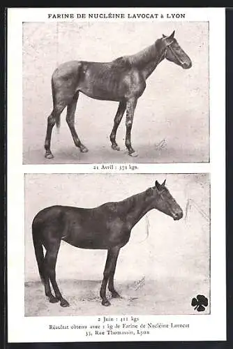 AK Reklame für Gewichtszunahme beim Pferd, Farine de Nucléine Lavocat à Lyon