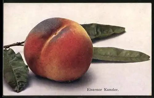 AK Dresden, Obstbau-ausstellung, Pfirsichsorte Eisener Kanzler