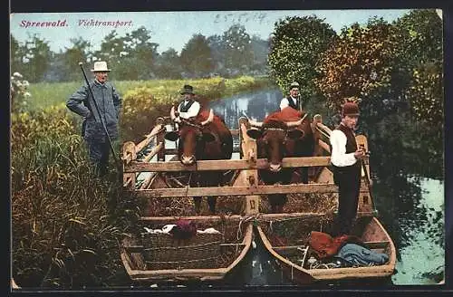 AK Ochsen-Transport auf Kähnen im Spreewald