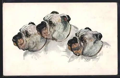 AK Portrait dreier Bulldoggen