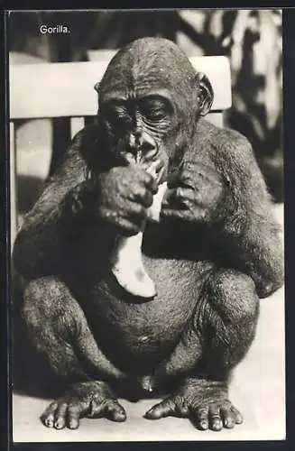AK Gorilla frisst eine Banane