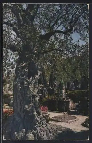 AK Gethsemane, Alter Olivenbaum