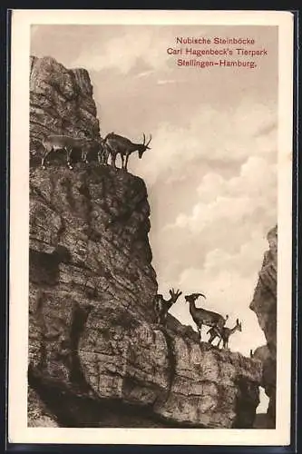 AK Hamburg-Stellingen, Carl Hagenbeck`s Tierpark, Nubische Steinböcke an einer Felswand