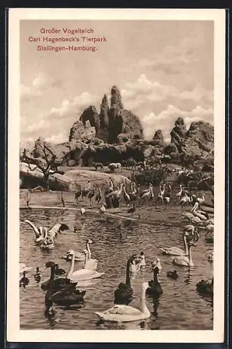 AK Hamburg, Hagenbecks Tierpark, grosser Vogelteich mit Schwänen, Kranichen und Pelikanen