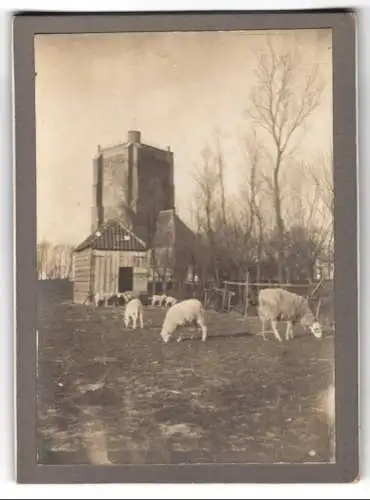 Fotografie unbekannter Fotograf, Ansicht Sint Anna ter Muiden, Schafherde vor einem Gebäude