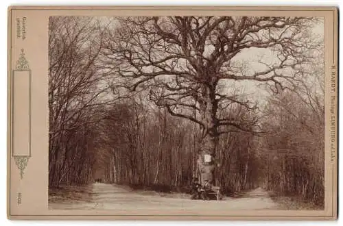 Fotografie H. Hardt, Limburg an der Lahn, Ansicht Diez / Lahn, beeindruckender Baum am Wegesrand
