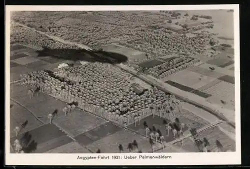 Fotografie Aegypten-Fahrt 1931, Zeppelin über Palmenwäldern