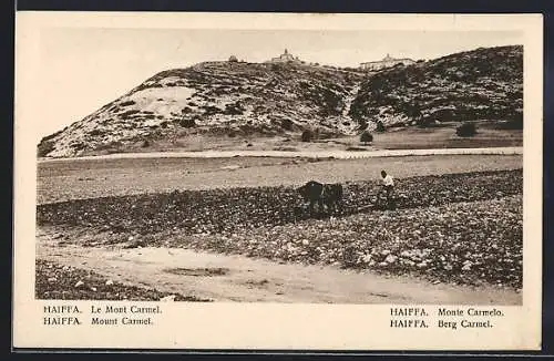 AK Haiffa, Berg Carmel mit Feldern
