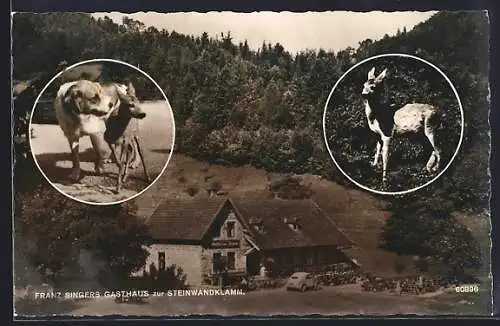 AK Steinwandklamm, Gasthaus zur Steinwandklamm, Bes. Franz Singer, Hund mit Rehkitz
