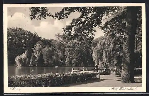 AK Zittau, Partie am Weinauteich, Schwäne