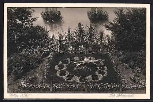 AK Zittau, Blumenuhr mit Bäumen