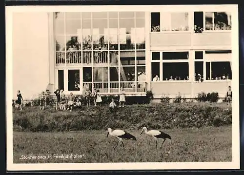 AK Friedrichshafen, Schulgebäude mit Straussenpaar, Schüler u. Lehrer in den Fenstern