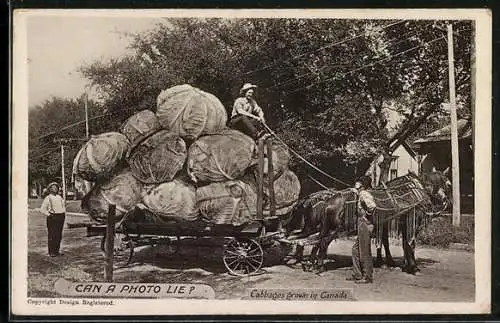 AK Cabbages grown in Canada, Riesige Kohlköpfe auf einem Karren