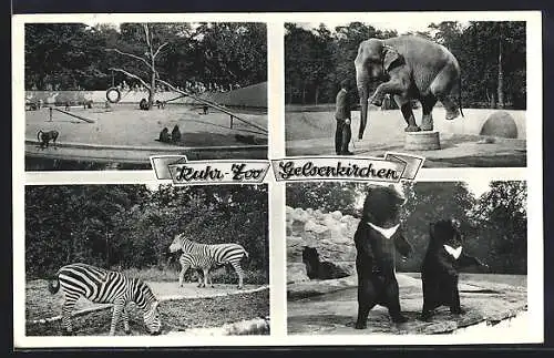 AK Gelsenkirchen, Ruhr-Zoo, Bären, Elefant, Zebras