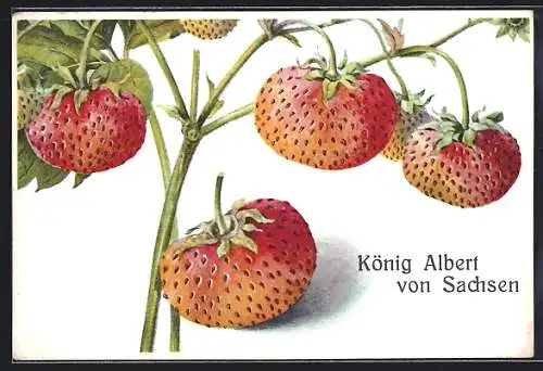 Künstler-AK Reife Erdbeeren, König Albert von Sachsen