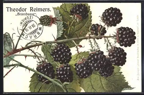 Künstler-AK Brombeeren am Strauch