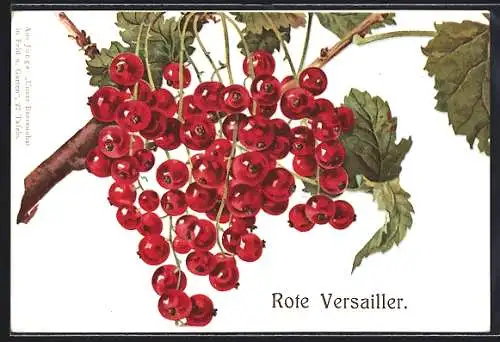 AK Rote Versailler, Johannisbeere