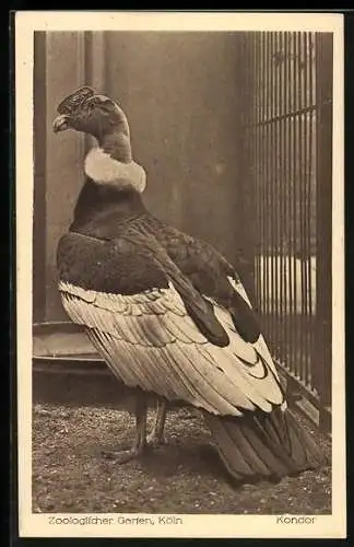 AK Tierstudien A. J. W. de Veer, Kondor